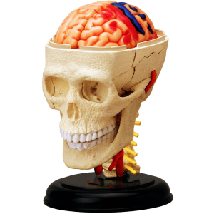 Объемная анатомическая модель 4D Master Черепно-мозговая коробка человека (FM-626005) (4894793260057) лучшая модель в Харькове