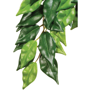 Растение Hagen Ficus Medium (015561230407) ТОП в Харькове